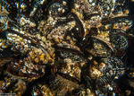 Mollusca