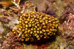 Cheilostomatida
