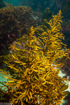 Sargassaceae