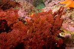 Plocamium