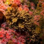 Bryozoa