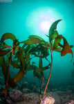 Phaeophyceae
