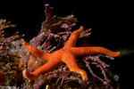 Echinasteridae