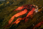 Nemaliophycidae