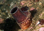 Martesiinae