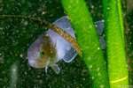 Scombriformes