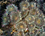 Cnidaria