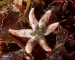 Neoasteroidea