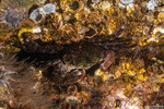 Crabs
