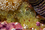 Phlebobranchia