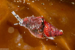 Buccinoidea