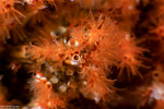Annelida