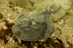 Neoselachii