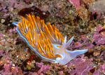 Cladobranchia