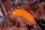 Aeolidioidea