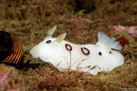 Doridoidea