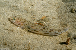 Gobionellinae