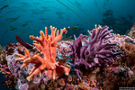 Corals