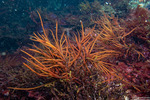 Rhodymeniophycidae