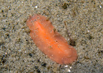 Rhabditophora