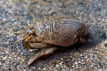 Emerita