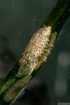 Peracarida