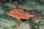 Embiotocidae