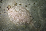 Pleuronectinae