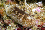 Gastropoda