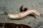 Scolecida