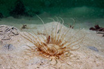 Ceriantharia