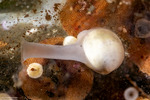 Mollusca