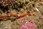 Nemertea