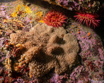 Tunicata