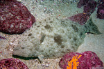 Paralichthyidae