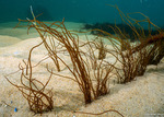 Gracilaria