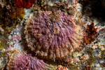 Mollusca