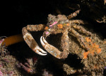 Epialtidae