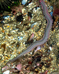 Glycera