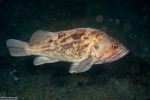 Sebastes (Pteropodus)