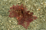 Rhodymeniophycidae