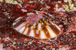 Gastropoda