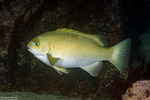 Girella