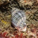Neogastropoda