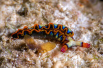 Sacoglossa