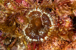 Hexacorallia