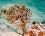 Annelida
