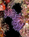 Stylasteridae