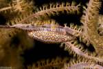 Simniinae