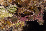 Ophiacanthida